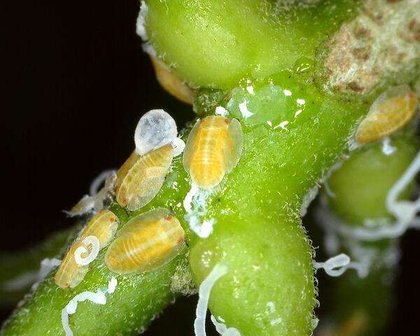 Psyllid nymphs