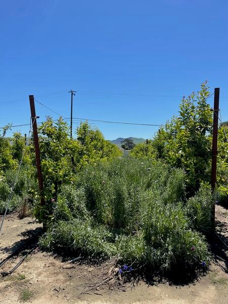 Cover crops for citrus on trellis