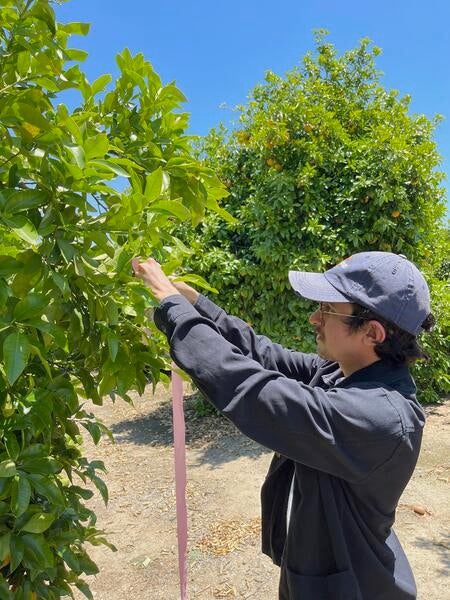 Undergraduate researcher tags a citrus tree.