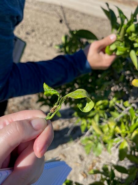 Mummified aphids