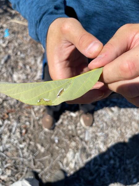 Caterpillar on a leaf