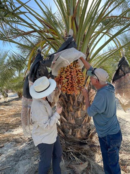 Researchers inspect bunch of dates