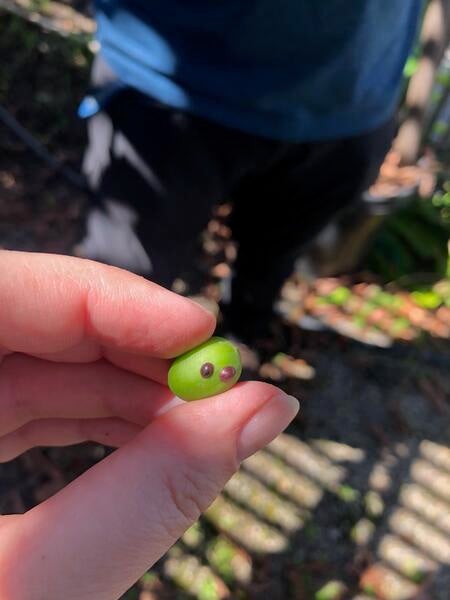 Scale insects on coffee