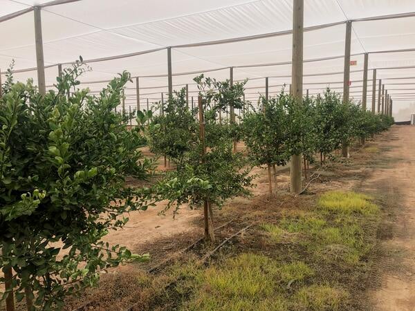 Citrus under protective structure