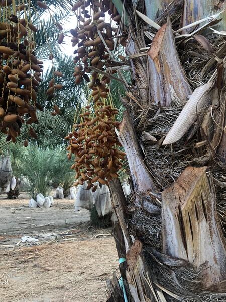 Dates on a palm