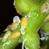 Psyllid nymphs 