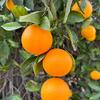 Orange fruit on tree