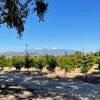 Citrus field with mountains