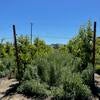 Cover crops and citrus on trellis