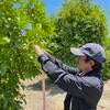 Undergraduate researcher David Jacinto tags a citrus tree during a field experiment. 