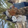 Two researchers examine a bunch of edible dates on a palm