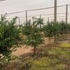 Inspecting CUPS citrus for insect damage