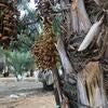 Dates on a palm