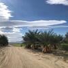 Date palm field experiment